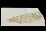 Bargain Fossil Fish (Mioplosus) - Uncommon Species - Green River #138725-1